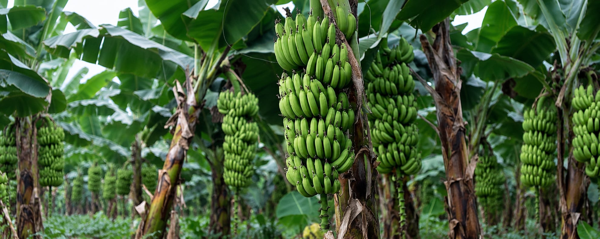 Potash for Banana Plants: Potassium Nitrate vs SOP vs MOP