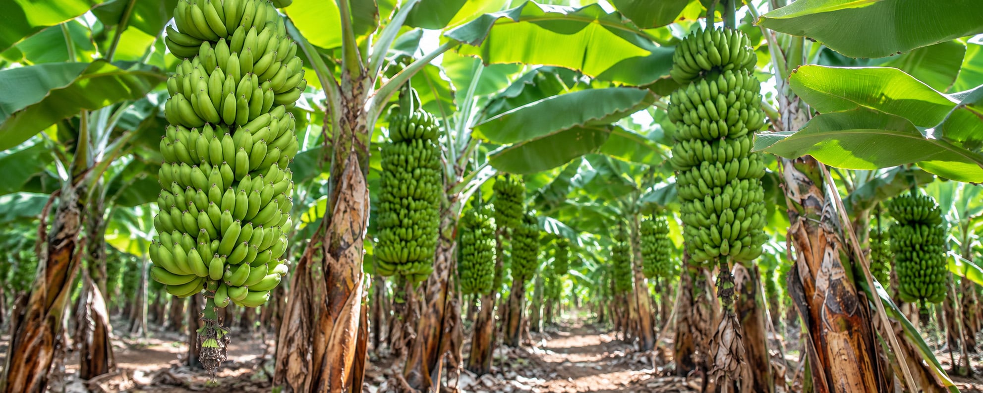 How to Increase Banana Bunch Weight: Nutrition and Field Practices