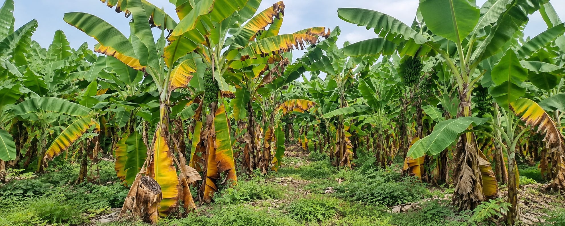 How to Prevent Panama Disease in Bananas: Biosecurity, Soil and Nutrition for New Farms