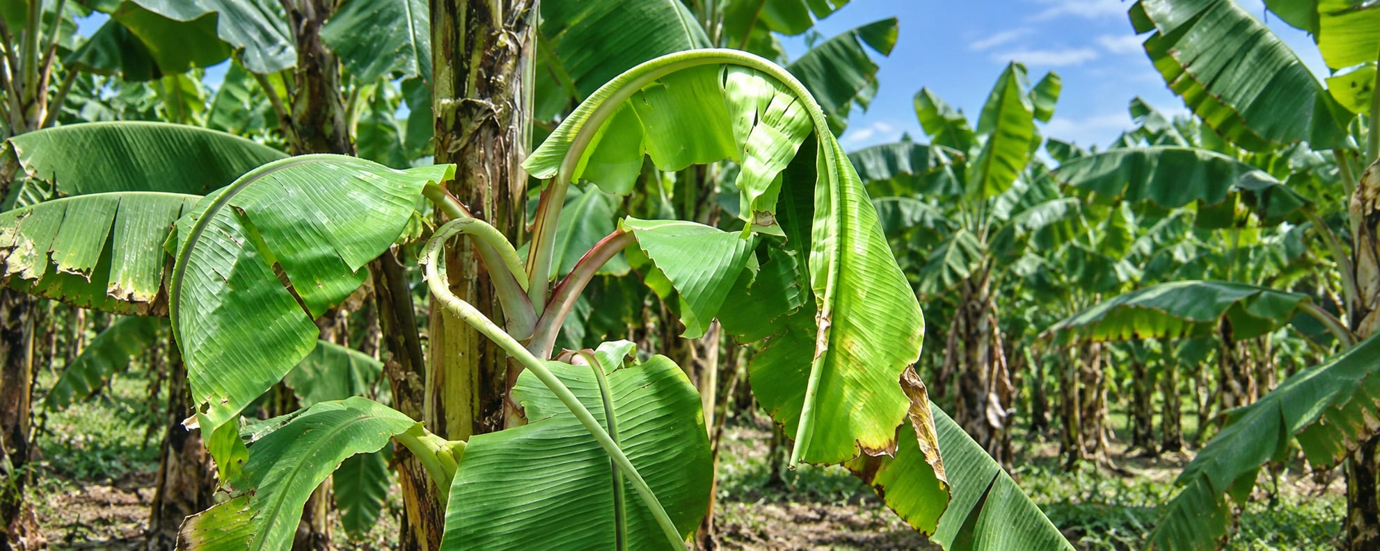 Calcium Deficiency in Banana: Symptoms, Causes and How to Supply Calcium