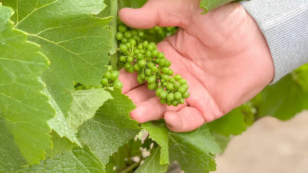 Amino Acid Fertilizer for Grapes: Boost Cluster Size, Sweetness & Quality