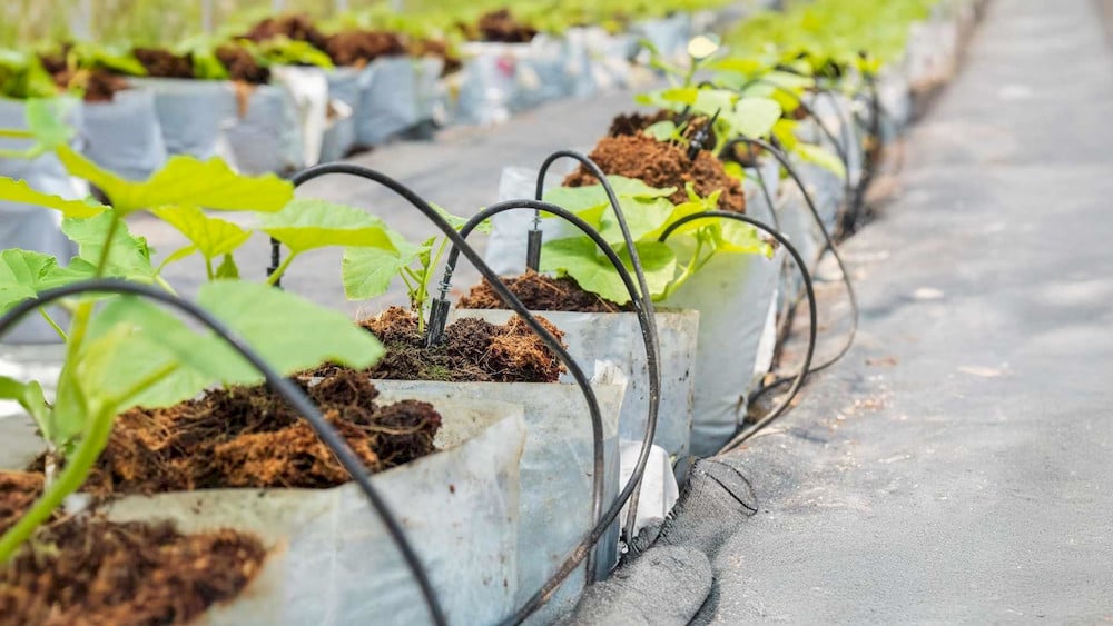 Amino acid fertilizers promote nutrient absorption