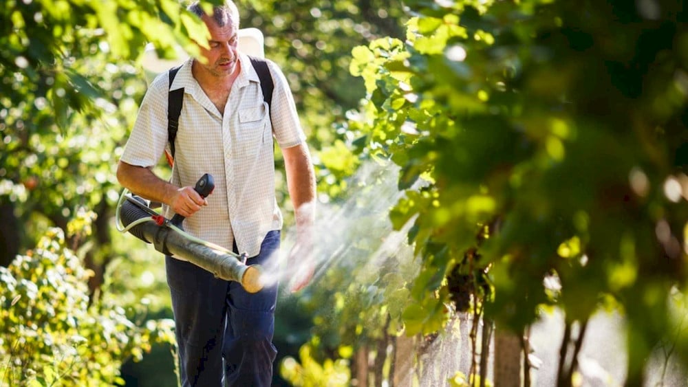Amino acid fertilizers help improve nutrient uptake in grapevines