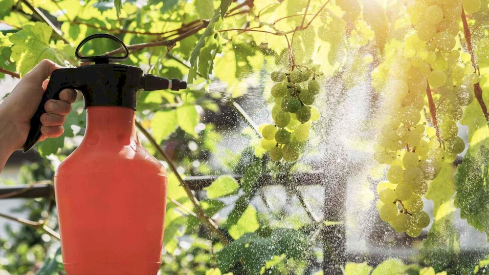 Amino acid foliar sprays should be applied under suitable weather conditions