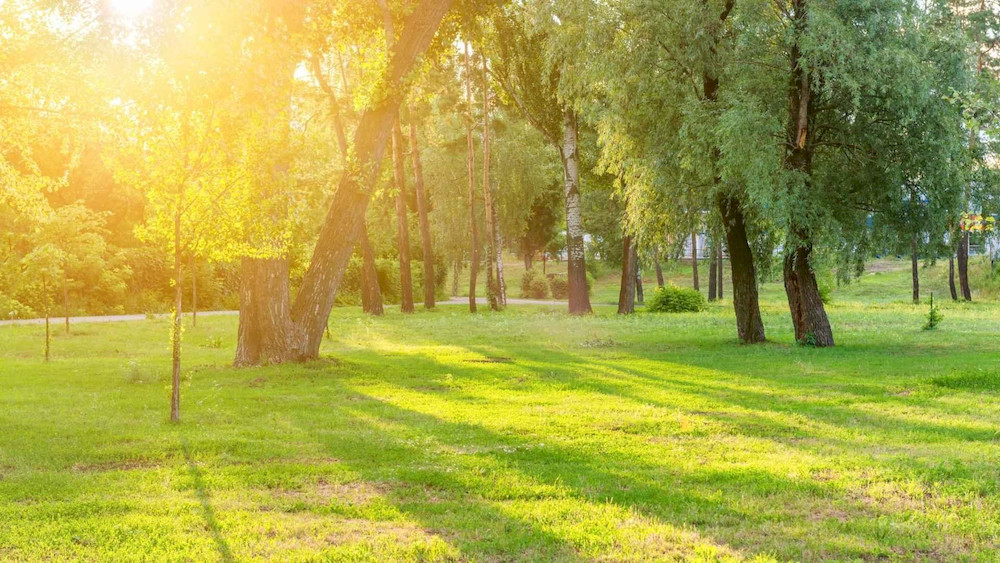 Amino acids support cell turgor and stress tolerance under high heat and drought