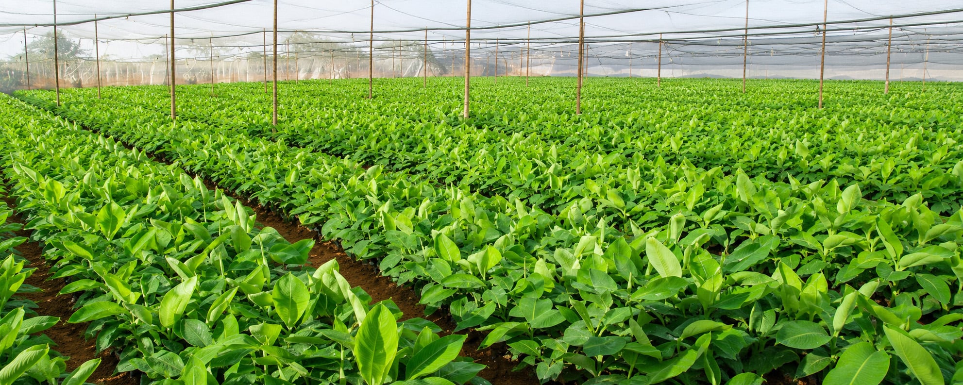 Banana Fertilizer Schedule by Growth Stage: Plant Crop, Ratoon and Fertigation