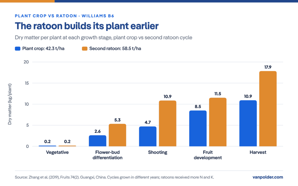 Grouped bar chart comparing a banana plant crop and second ratoon (Williams B6): at shooting the ratoon held 10.9 kg dry matter per plant versus 4.7 kg for the plant crop, and 17.9 versus 10.9 kg at harvest, with yields of 58.5 and 42.3 t/ha (Zhang et al., 2019).
