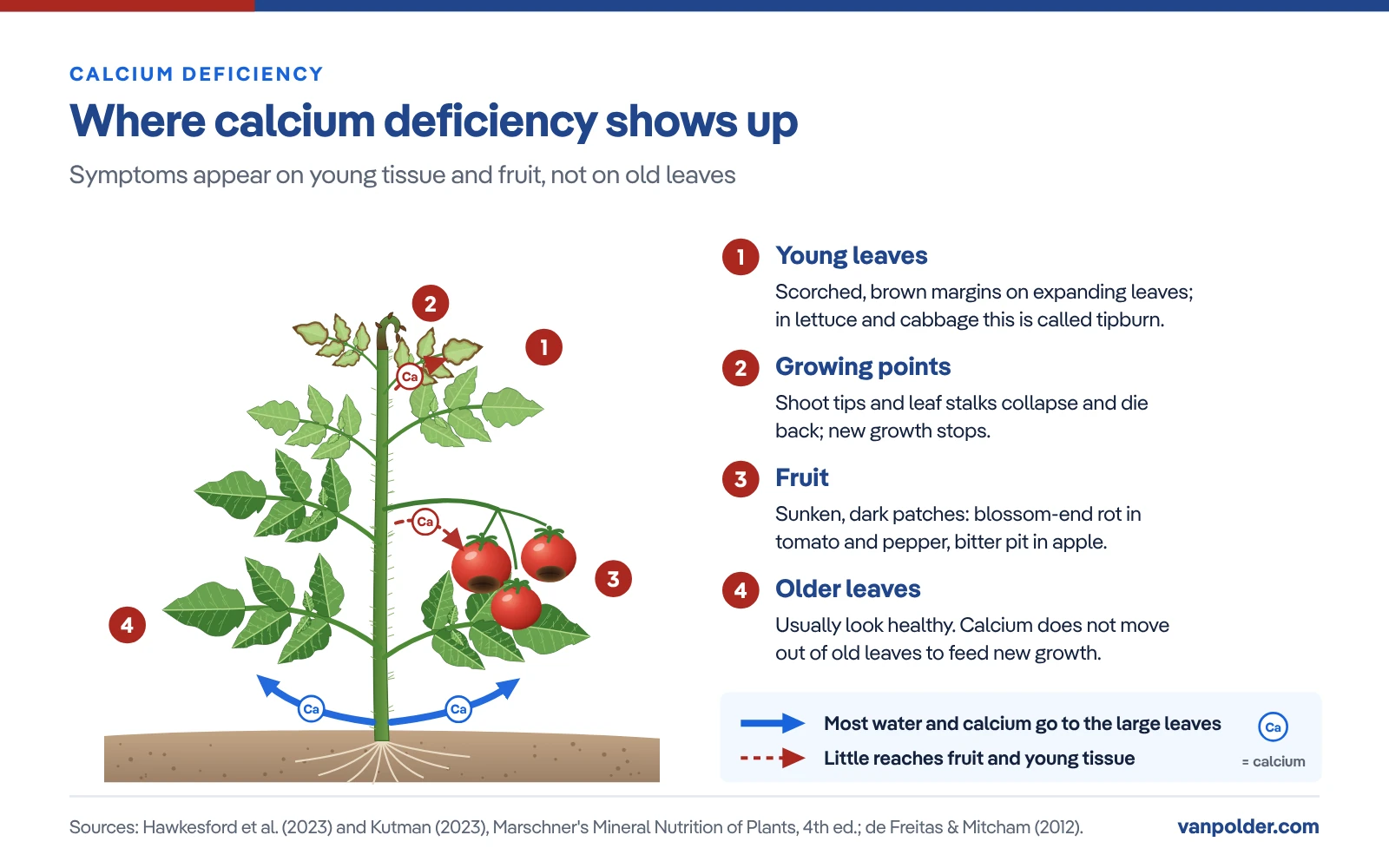calcium-deficiency-symptoms