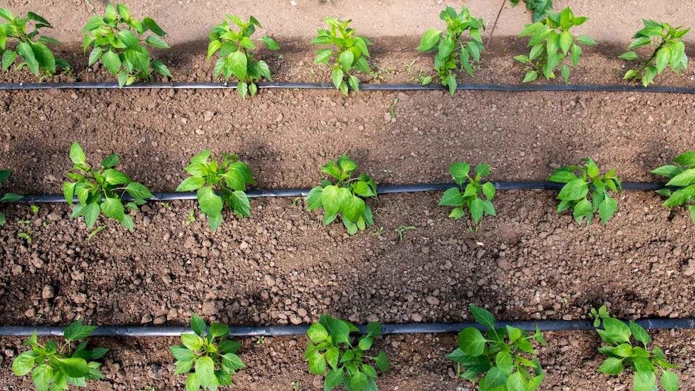 Drip fertigation delivers dissolved NPK fertilizer directly to plant roots