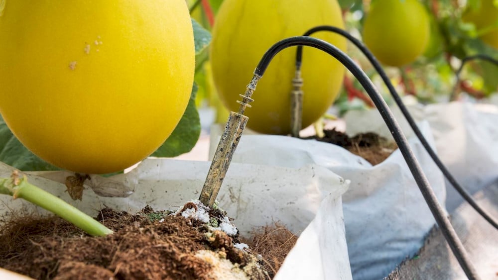 Every NPK application should match what the crop actually needs
