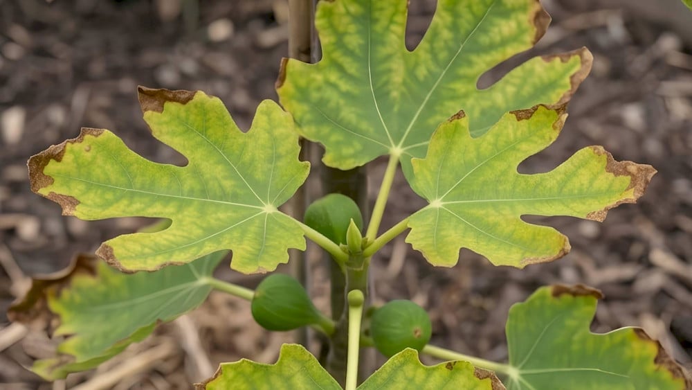 Excess micronutrients may also disrupt nutrient uptake and produce chlorosis symptoms