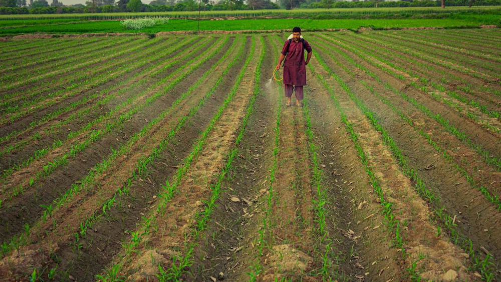 Foliar application is ideal when rapid plant support is needed