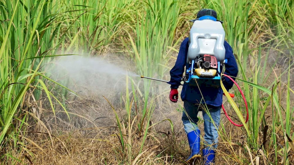 Foliar sprays deliver nutrients directly to the leaf surface