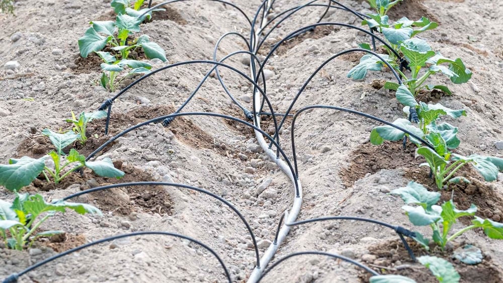 From young plants to active production, NPK 19-19-19 can be used when crops continue to benefit from balanced NPK nutrition