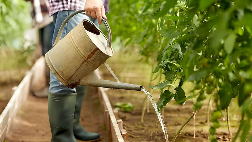 Growers can apply diluted NPK fertilizer around the plant roots
