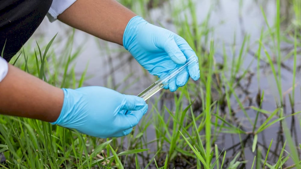 4 Hydroponic Micronutrient Fertilizers for High-Yielding Systems