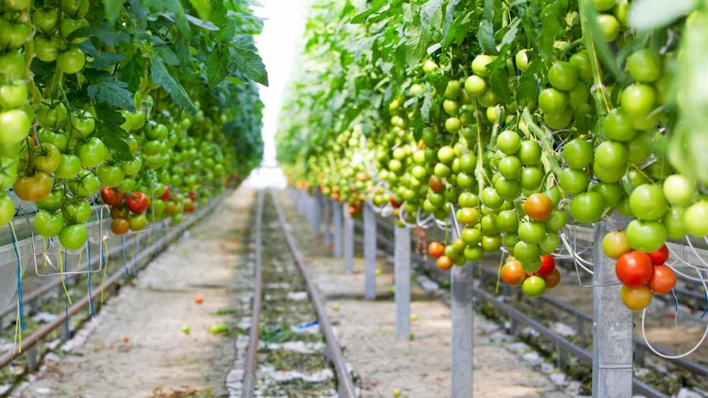 Hydroponic systems provide plants with controlled nutrient delivery