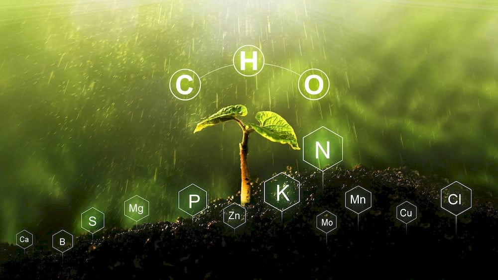 Nutrients interact with one another, so an excess or deficiency of one element can affect the uptake of others