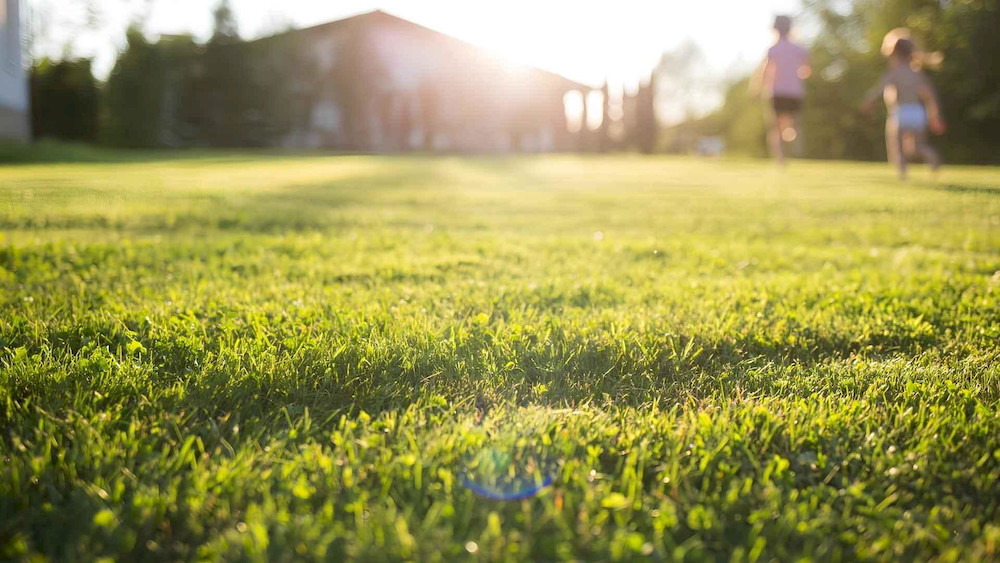 Plant-derived amino acids help young turfgrass establish roots during the early growth stage