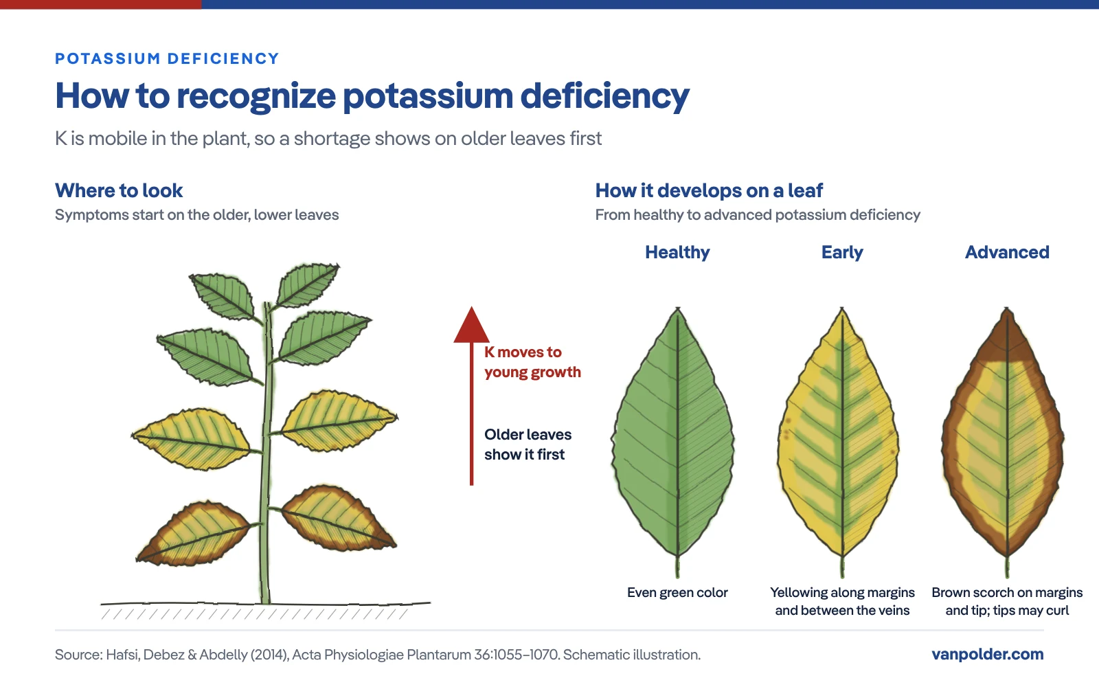 Illustration of potassium deficiency: symptoms appear first on older, lower leaves because potassium moves to young growth; leaves go from even green, to yellowing along the margins and between the veins, to brown scorch on margins and tip (Hafsi et al., 2014)