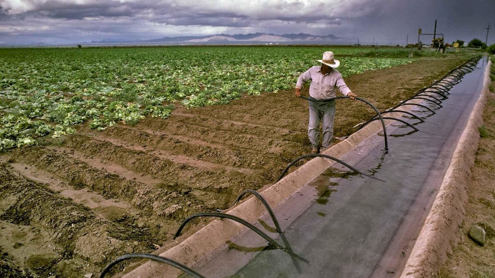 Stock solutions contain concentrated nutrients that are injected into irrigation lines at controlled rates