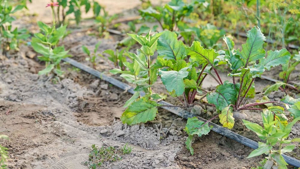 Water-soluble EDTA chelates can be efficiently delivered through drip fertigation systems